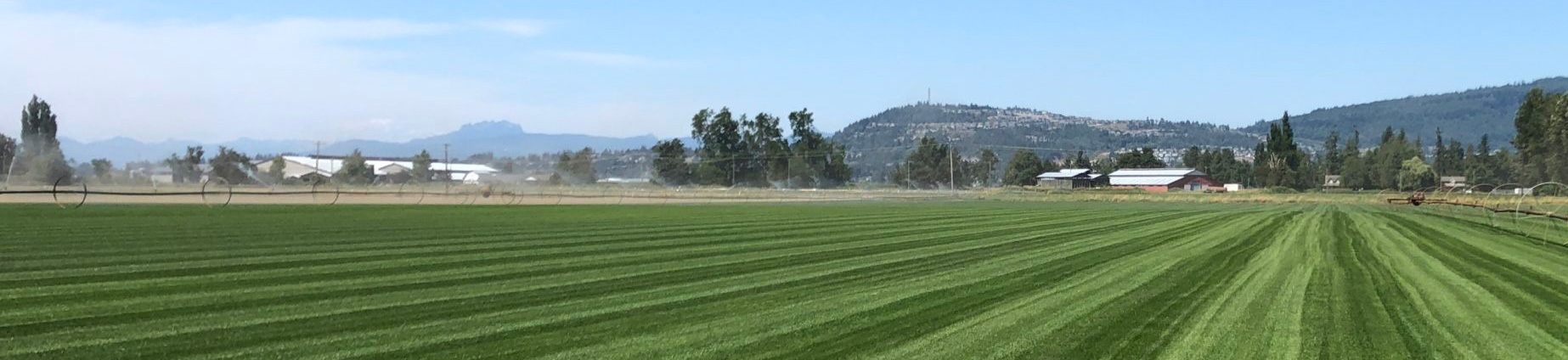 Pro Turf Starter Fertilizer (16-16-16) | Professional Turf Growers